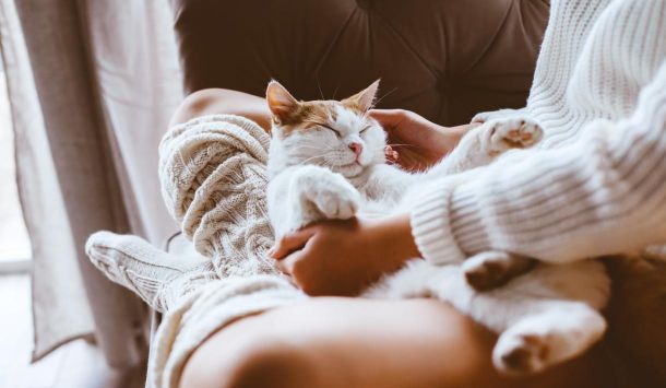 Telepathische Tierkommunikation für Katzen