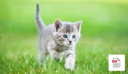 Erbrechen bei Katzen und Kitten vorbeugen und behandeln - Katzen Homöopathie Anleitung